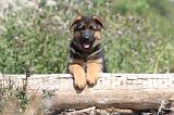 BERGER ALLEMAND 148